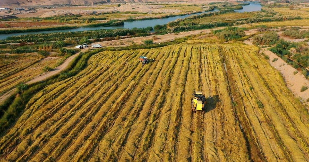 بعد عامين من التوقف.. إنتاج الأرز ينتعش في كرميان و بأصناف جيدة