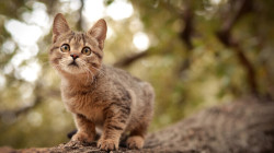 دراسة تكشف وجهاً آخر للقطط: تقتل 1.5 مليار حيوان سنوياً في أستراليا لوحدها