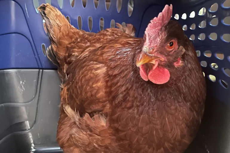 Dhi Qar Vet team performs lifesaving surgery on a Chicken