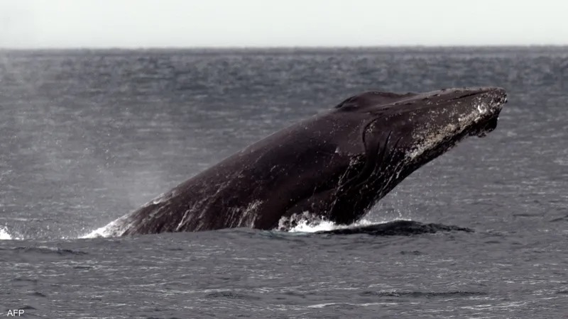 "غير مسبوقة".. علماء يجرون محادثة مع "حوت" استمرت 20 دقيقة