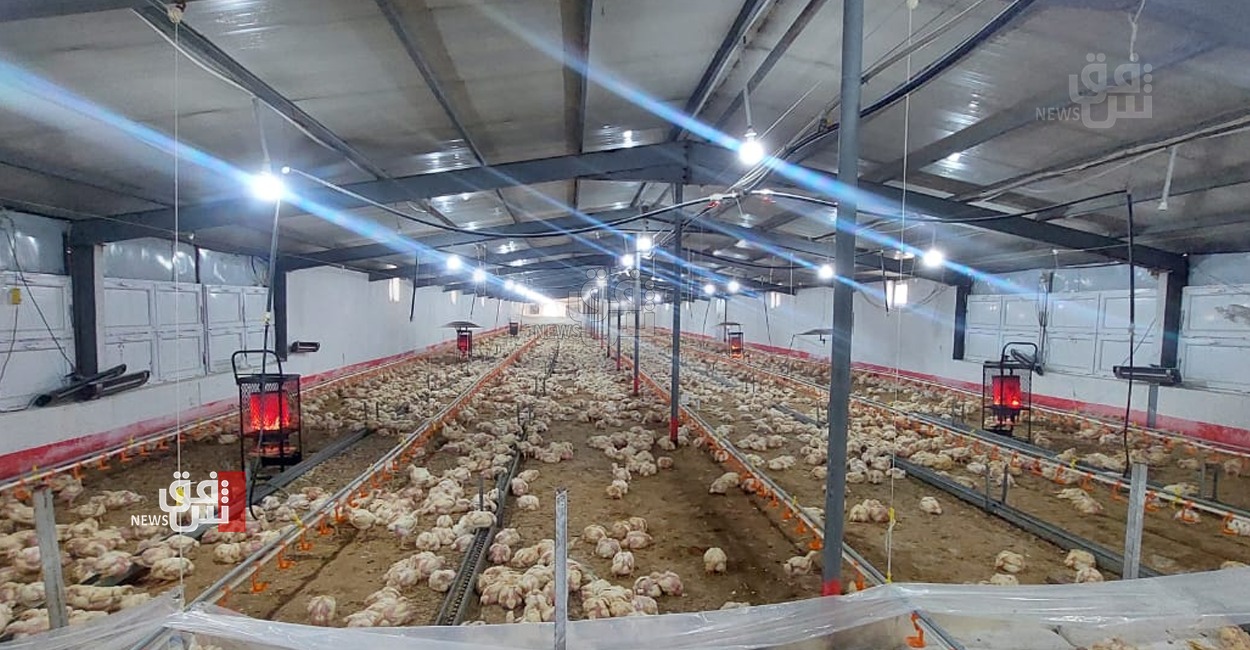 انقطاع التيار الكهربائي يتسبب بنفوق آلاف الدجاج بحقل في دهوك (صور)