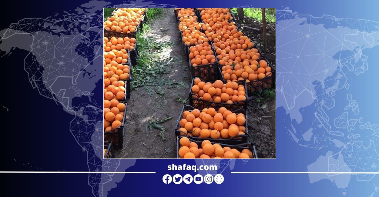 "مدينة البرتقال" تعزز لقبها بارتفاع انتاج الحمضيات أكثر من 30% وتكشف عن حملة لاحياء البساتين