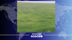 شح المياه يفتك بالزراعة في ذي قار وخسائر متوقعة بنسبة 50%
