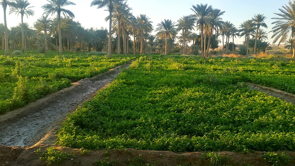 العراق ينجح في زراعة صنف من الأرز باستخدام نظام السقي بالمرشات