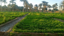 العراق ينجح في زراعة صنف من الأرز باستخدام نظام السقي بالمرشات