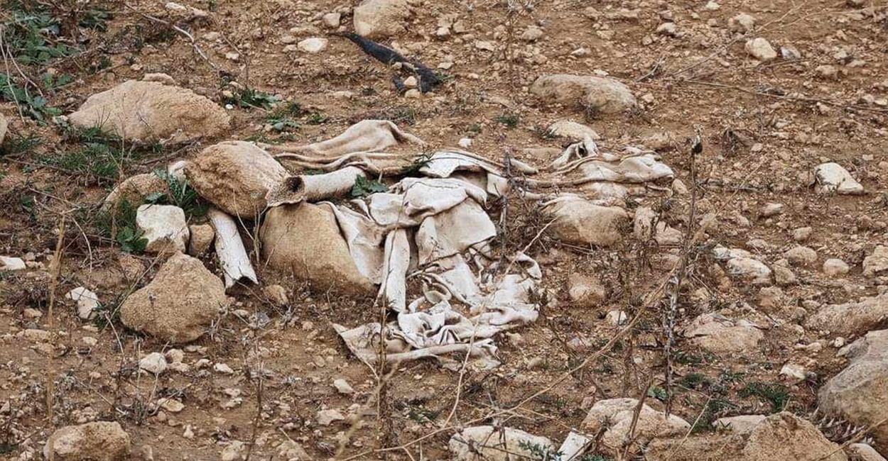 Rain and stray dogs damage five mass graves in Sinjar