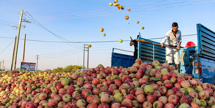 العميل و"أرومية" يهددان التفاح الإيراني (صور)