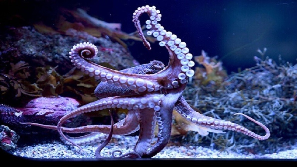 اكتشاف أربعة أنواع جديدة من الأخطبوطات "اللؤلؤية"