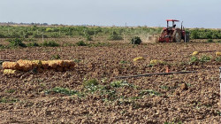 ارتفاع إنتاج البطاطا في ديالى الى الضعف ينعش الأسواق المحلية