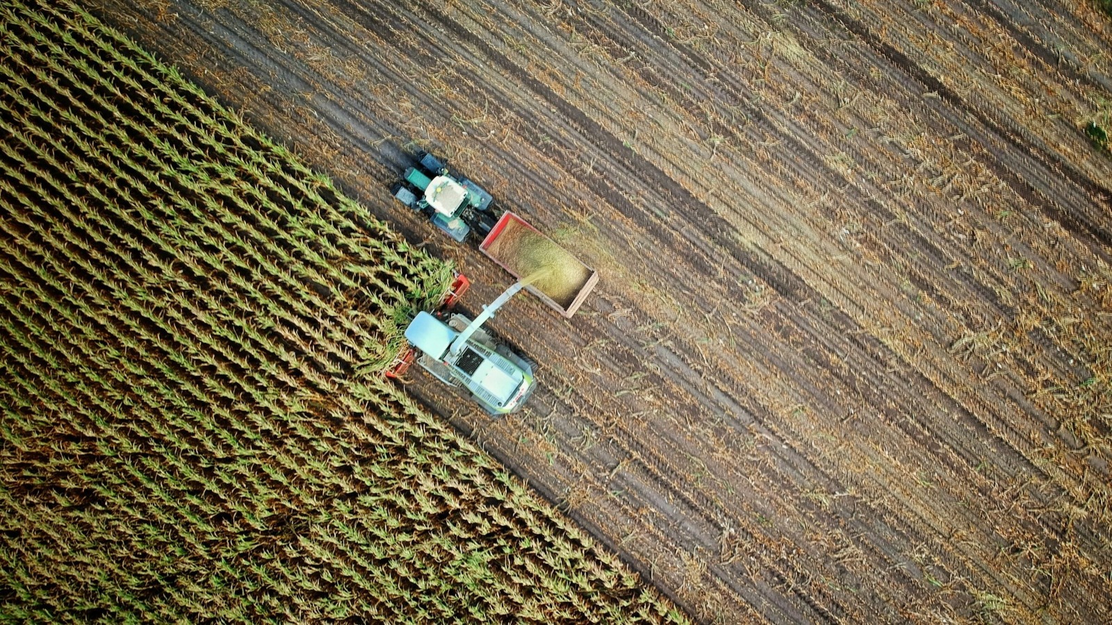 Royal Innovative: “Uninterrupted, healthy and reliable food supply is essential for a pandemic-free future”
