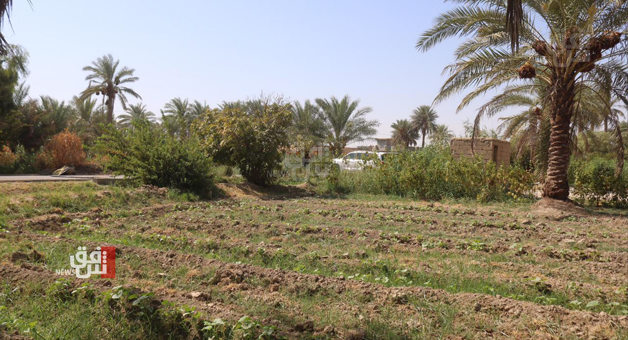 Iraq's agricultural landscape: Overcoming challenges amid water scarcity