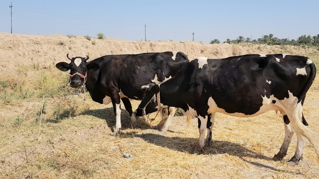 الزراعة العراقية تؤكد القضاء على مرض "اللسان الأزرق": لم نسجل أي إصابات منذ شهر