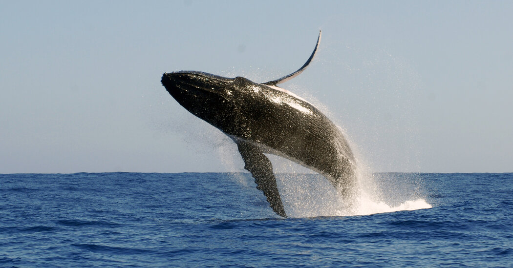 "صندوق صوتي".. علماء يقتربون من حل اللغز الغامض لغناء الحيتان