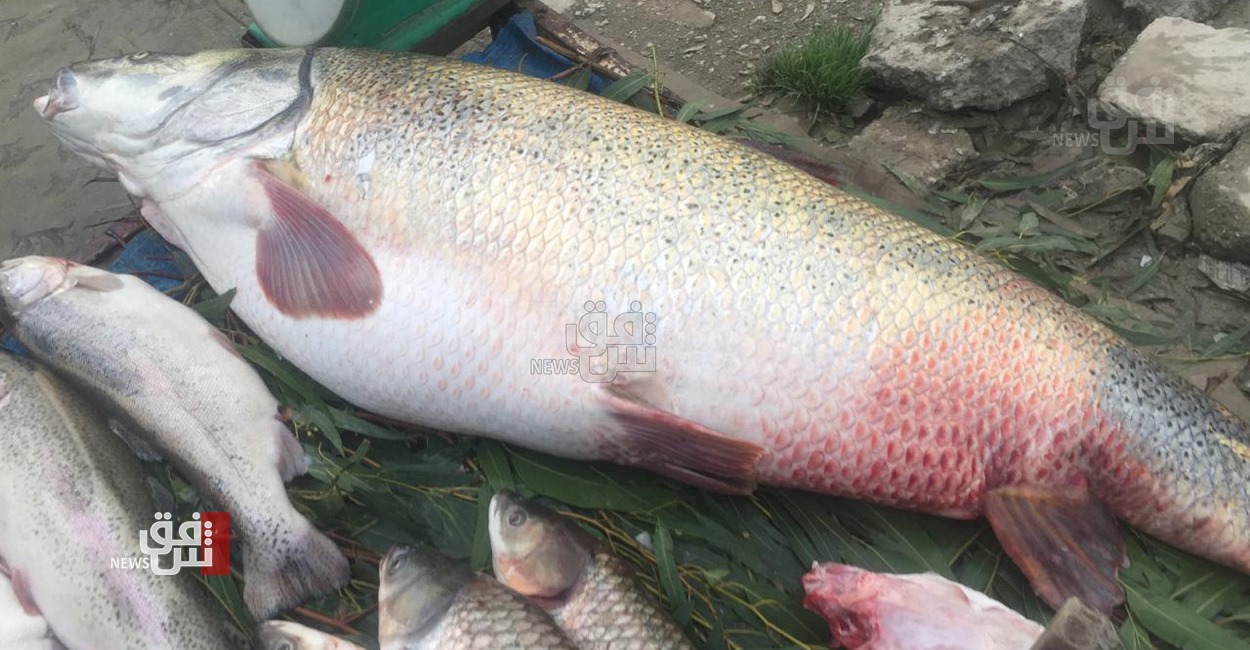 بيعت بـ750 الف دينار.. اصطياد سمكة في بحيرة دوكان تزن 50 كغم وطولها 1.5 متر