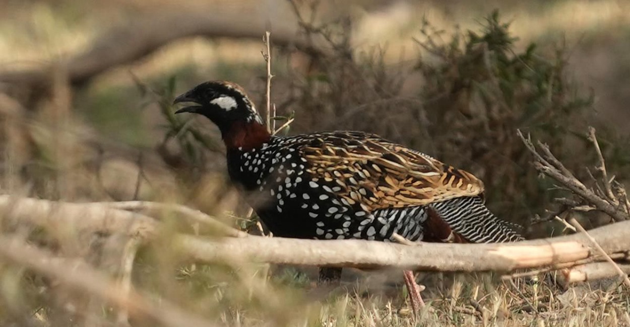 Preserving the melody: Diyala's Black Francolins and the urgency of conservation