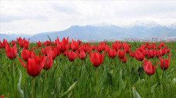 گووڵە سوورە