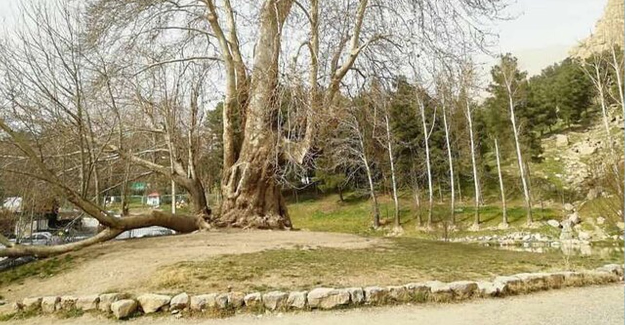 كرماشان تحتفل بشجرة "شيرين وفرهاد" بعد بلوغها 602 عام من العمر
