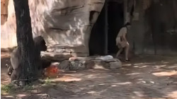 مشهد يحبس الأنفاس لامرأتين حاصرتهما غوريلا بحديقة حيوانات في تكساس (فيديو)