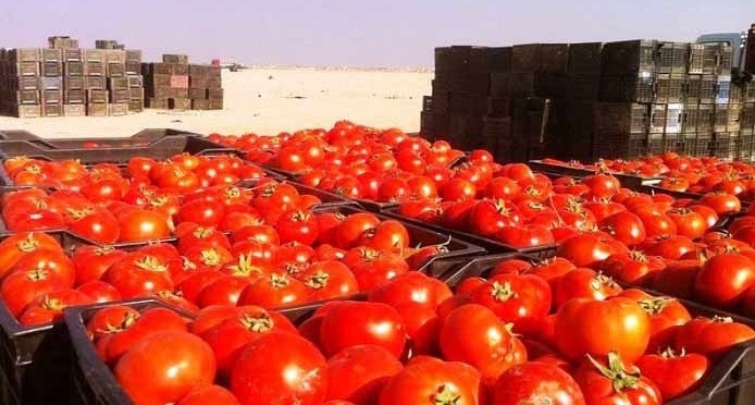الزراعة الكوردستانية ترفع الحظر عن استيراد الطماطم