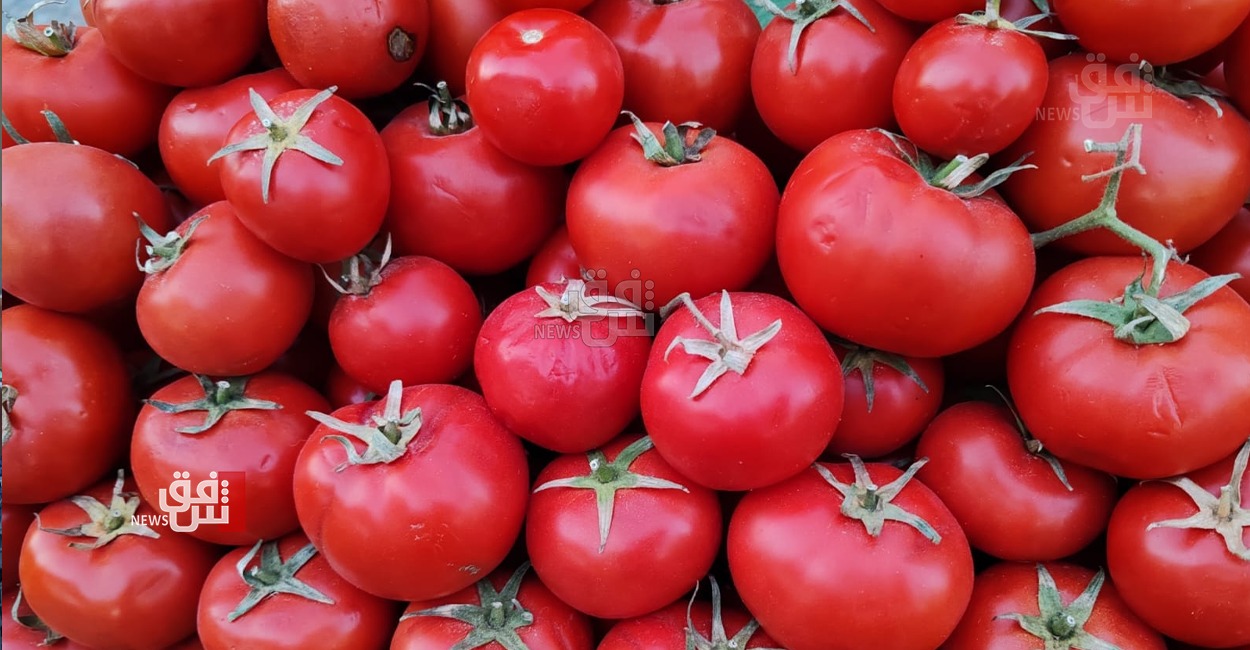 بعد ارتفاعها للضعف.. أسعار الطماطم تتراجع في أسواق السليمانية