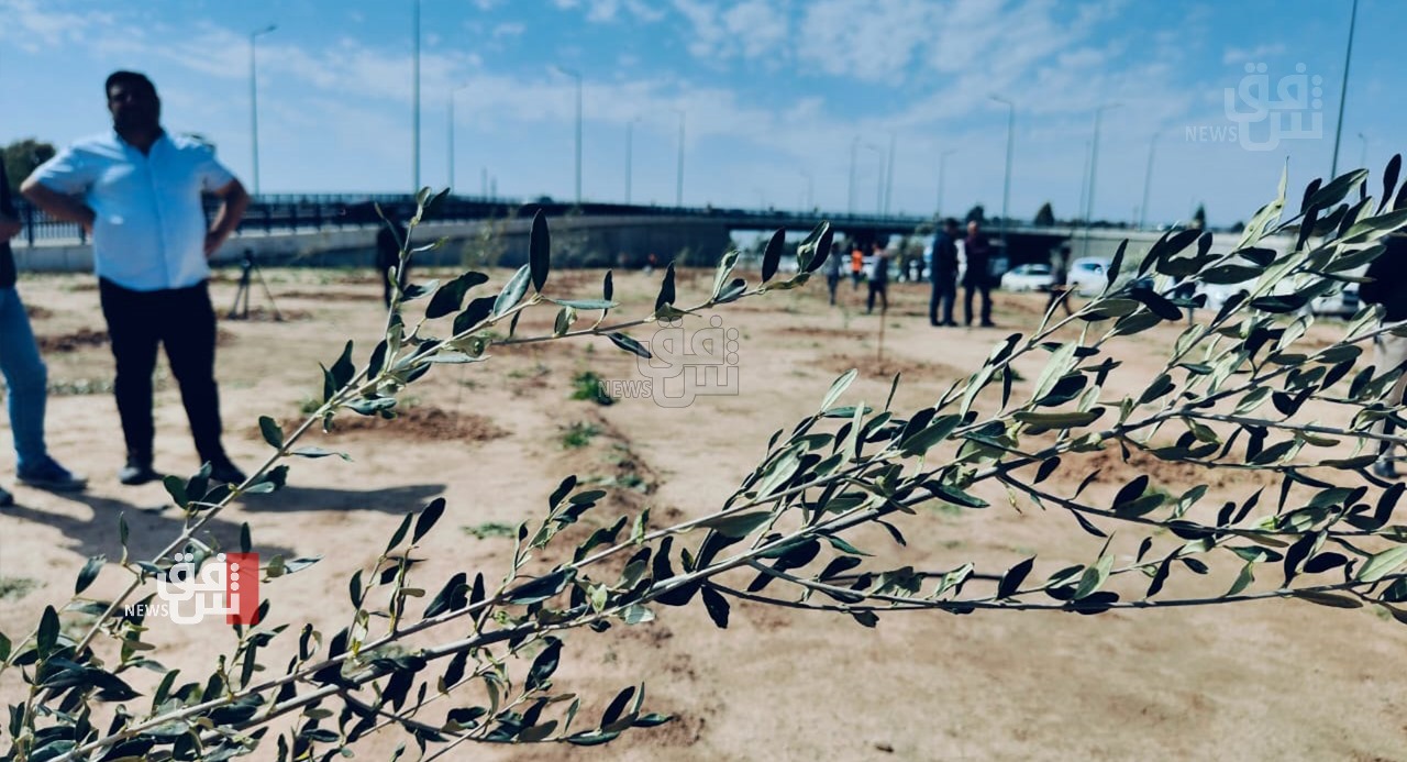 About  olive trees planted in Erbil to honor Kurdish leader