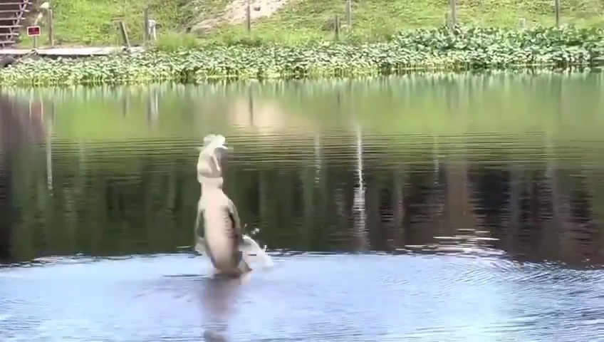 تمساح بارع يسقط مسيّرة كانت تحوم فوقه (فيديو)