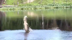 تمساح بارع يسقط مسيّرة كانت تحوم فوقه (فيديو)