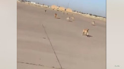 كلاب مطار بغداد الضالة تصل إلى الجزائر