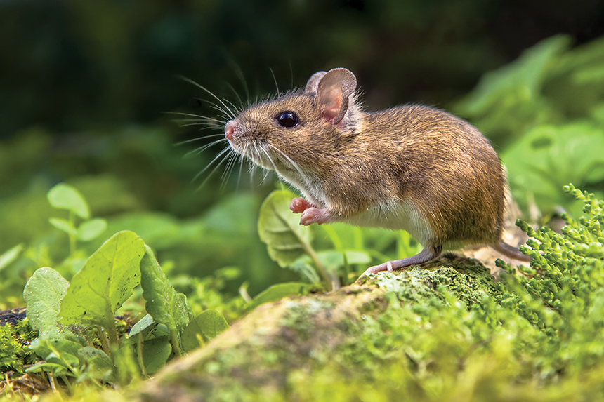 كالبشر.. دراسة صينية تؤكد وجود إمكانية لدى الفئران على معرفة الارقام