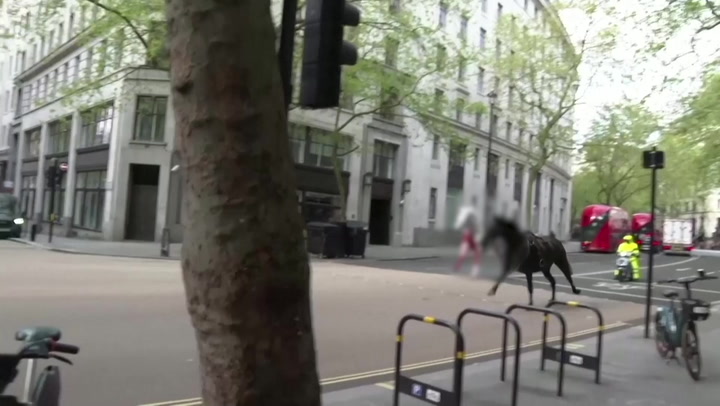 خيول الجيش البريطاني تثير الذعر في شوارع لندن