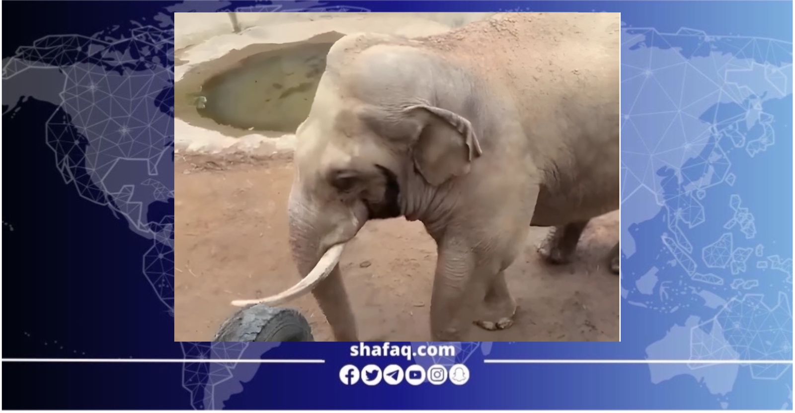 فيل لطيف يثير إعجاب رواد التواصل بتعامل ذكي مع طفل‎ (فيديو)
