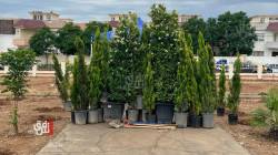 "روانكه" تطلق حملة لزراعة 1000 شجرة في أربيل (صور)