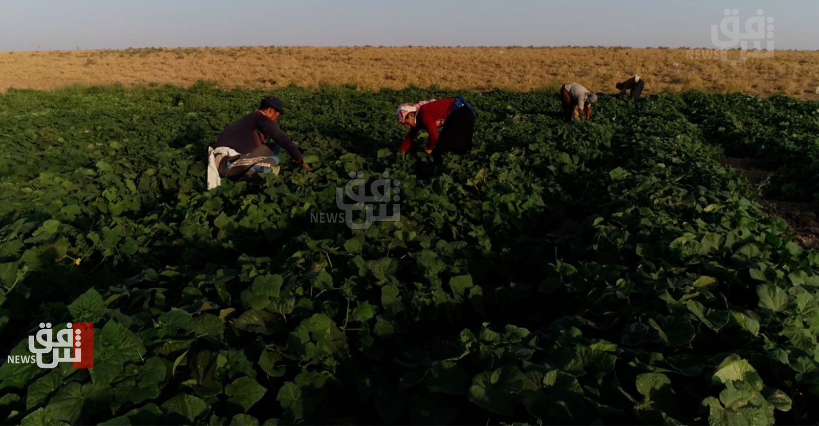 في دهوك.. مزارع النازحين مهددة بسبب وزارة الهجرة (صور)