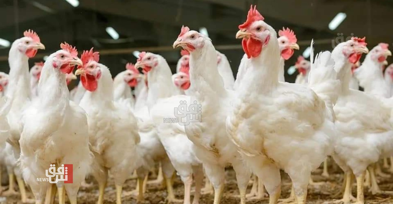 هبوط "مفاجئ" بأسعار لحم الدجاج في السليمانية