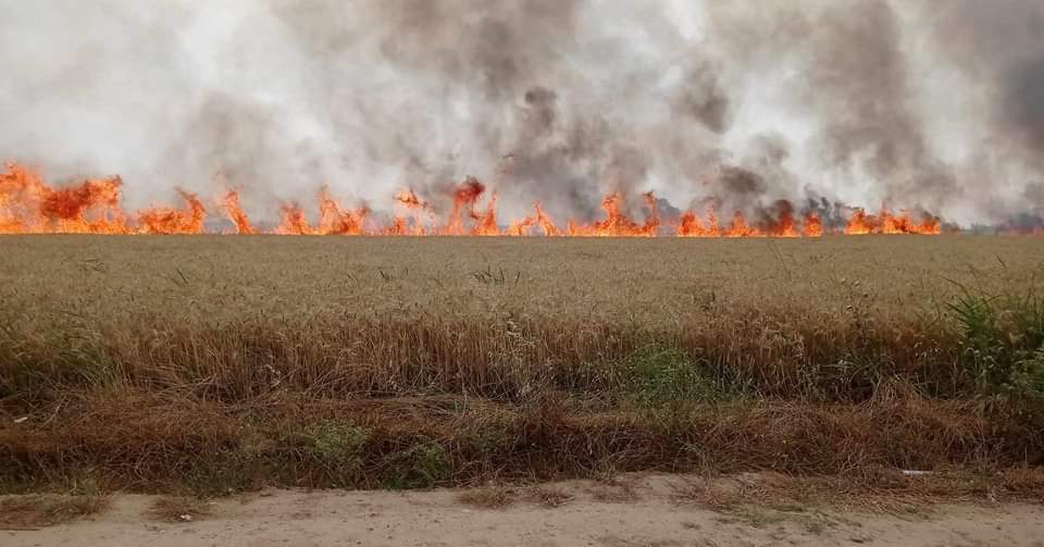 النيران تلتهم مزرعة حنطة في كركوك