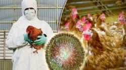 وەزیر تەندروسی هەرێم دڵنیایی دا باوەت ئەنفلۆنزای باڵندە