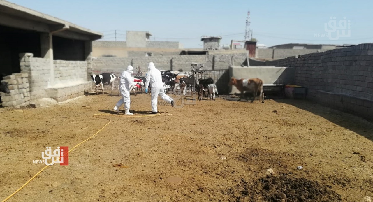 Duhok records first Hemorrhagic Fever death of  in Iraq