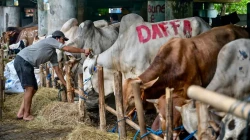 صالون "مساج" للأبقار تحضيراً للعيد (صور)