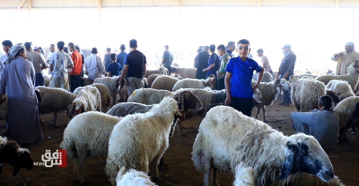 مربو الأغنام في بغداد يشكون من السيطرات: ارتفاع أسعار اللحوم بسببها