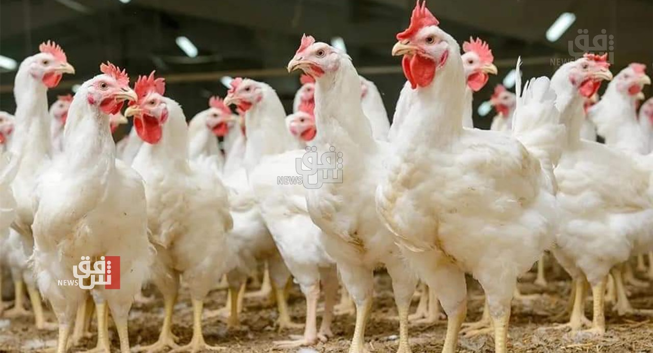 السليمانية.. أسعار الدجاج تنافس اللحوم في الارتفاع