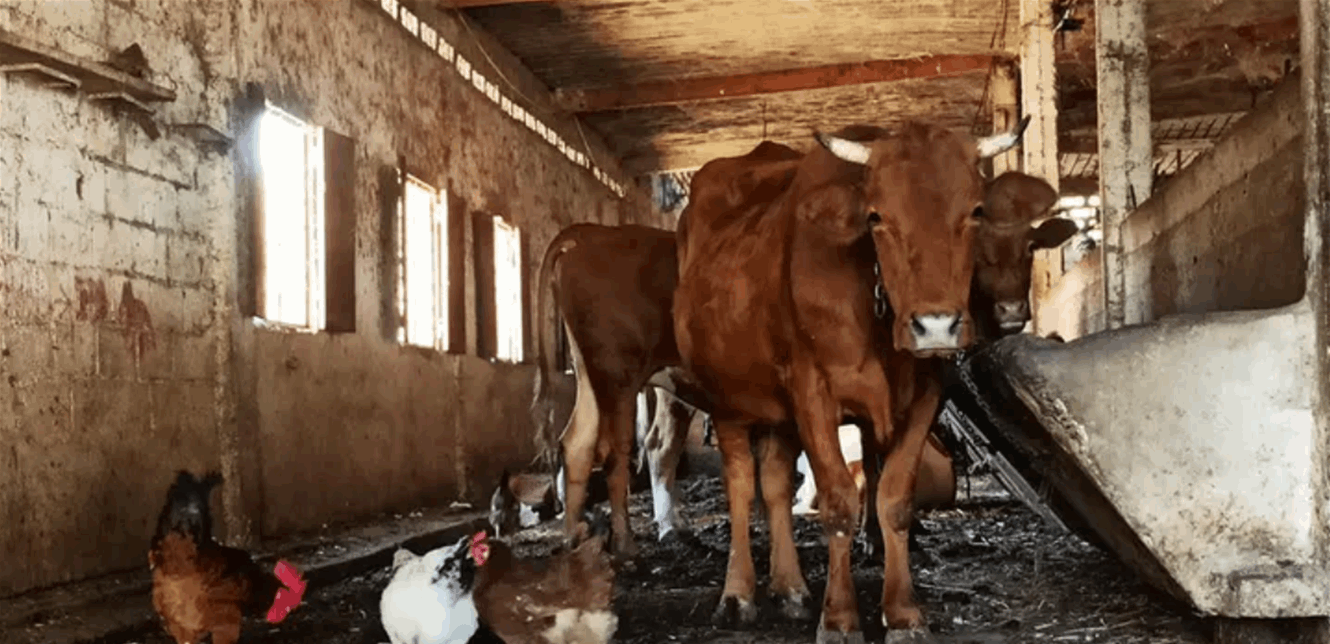 "اهلك الأبقار".. مرض "مرعب" يتنشر في دولة عربية