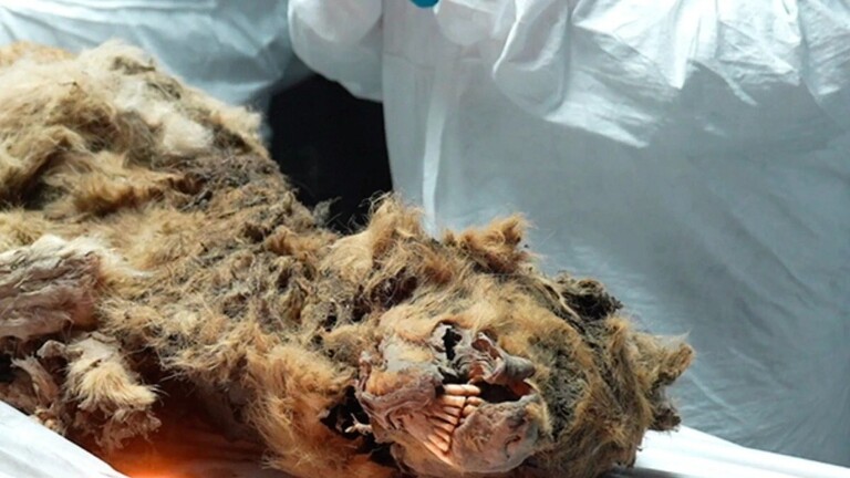 علماء روس يعثرون على "مومياء ذئب" عمرها 44 ألف عام