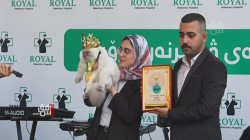 "سوسو" تفوز بلقب ملكة جمال القطط في السليمانية (صور)
