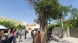 إطلاق مشروع تحديد أكبر مئة شجرة معمرة في السليمانية (صور)