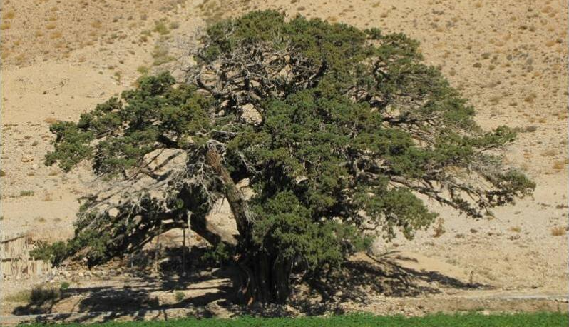 اقدمها عمرها 4500 عاما.. ماذا تعرف عن الاشجار المنفردة المشهورة في إيران؟