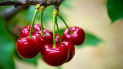 سوريا تصدر 20 شاحنة كرز يوميا الى العراق ودول الخليج