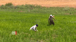 Kurdish rice cultivation surges in Iraq's Akre district on back of ample water supply
