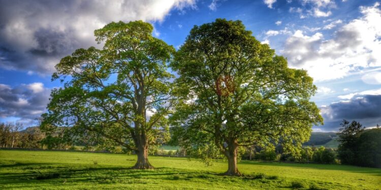 Ilam province loses 1,200 hectares of oak forests annually