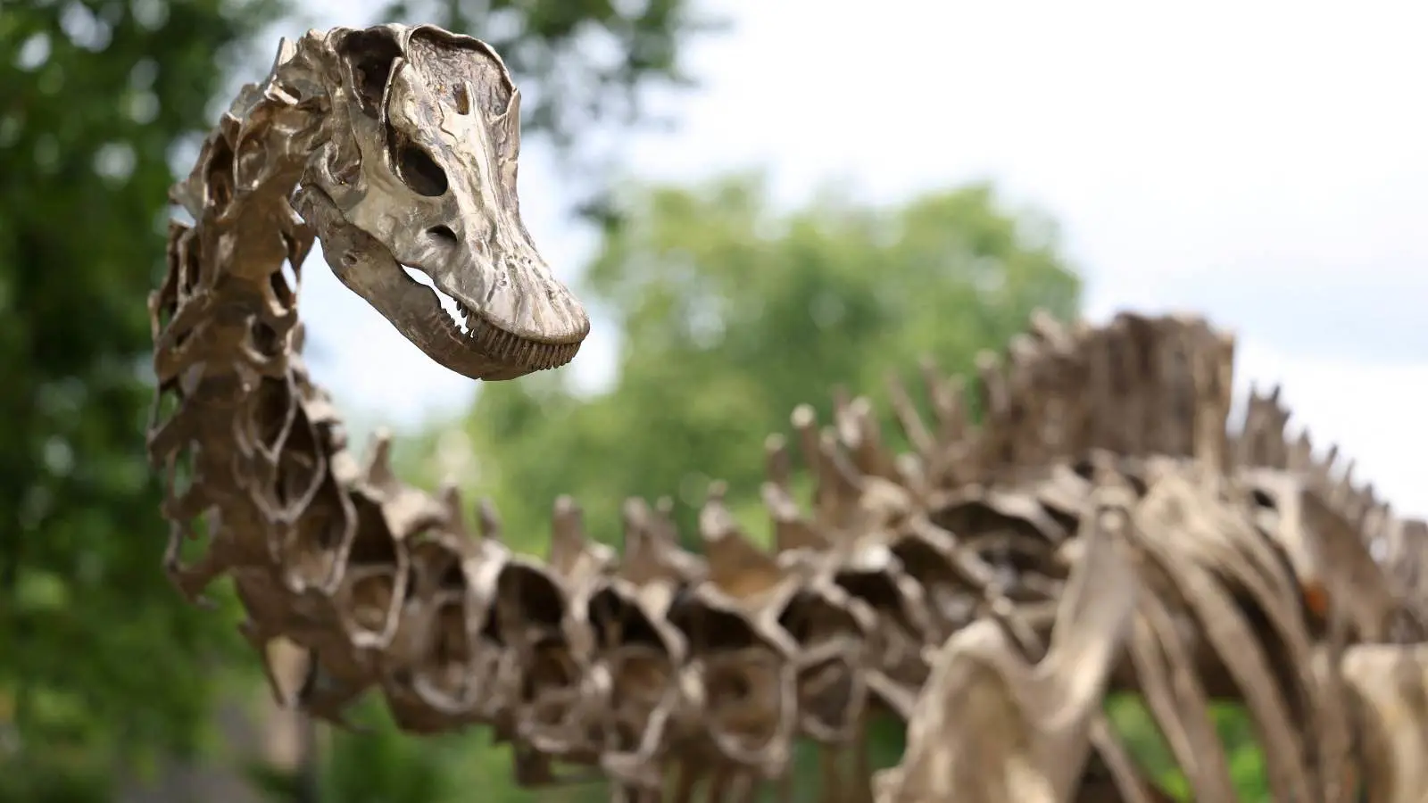 الأمطار تكشف عن متحجرة ديناصور عمرها 200 مليون عام في البرازيل
