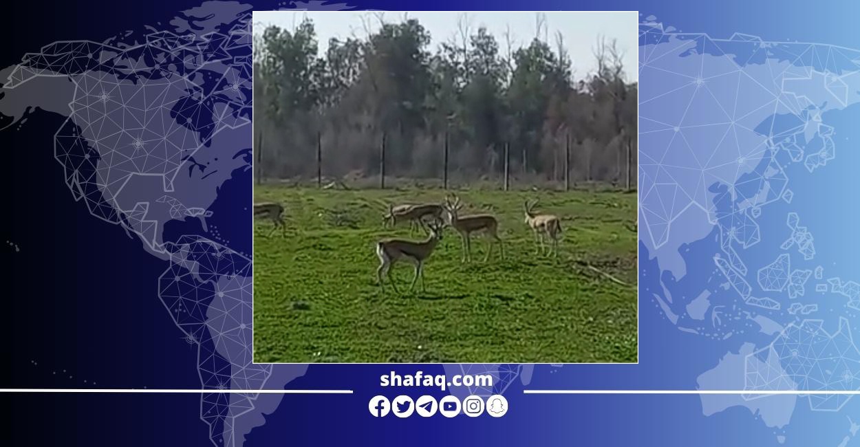 Shinagha Reserve celebrates birth of 3 Rhim gazelle fawns amid conservation efforts